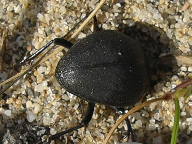 Erodius sp.