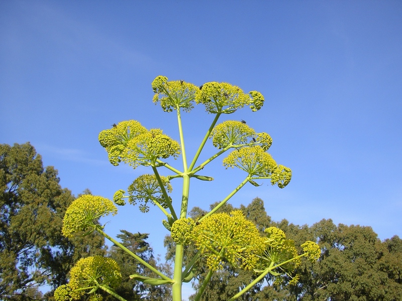 Ferula communis / Ferula comune