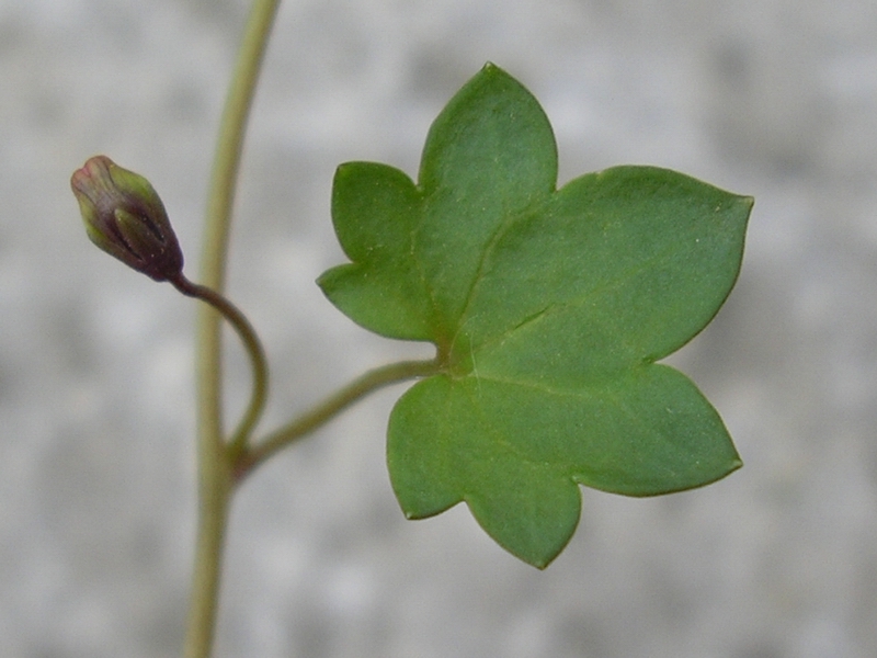 trovata su un muro a secco. Cymbalaria muralis