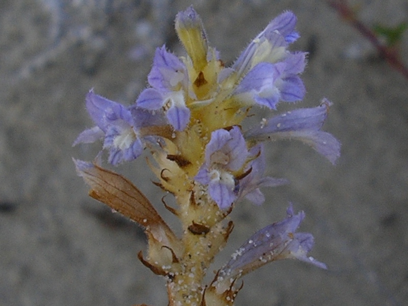 Orobanche ramosa  / Succiamiele ramoso