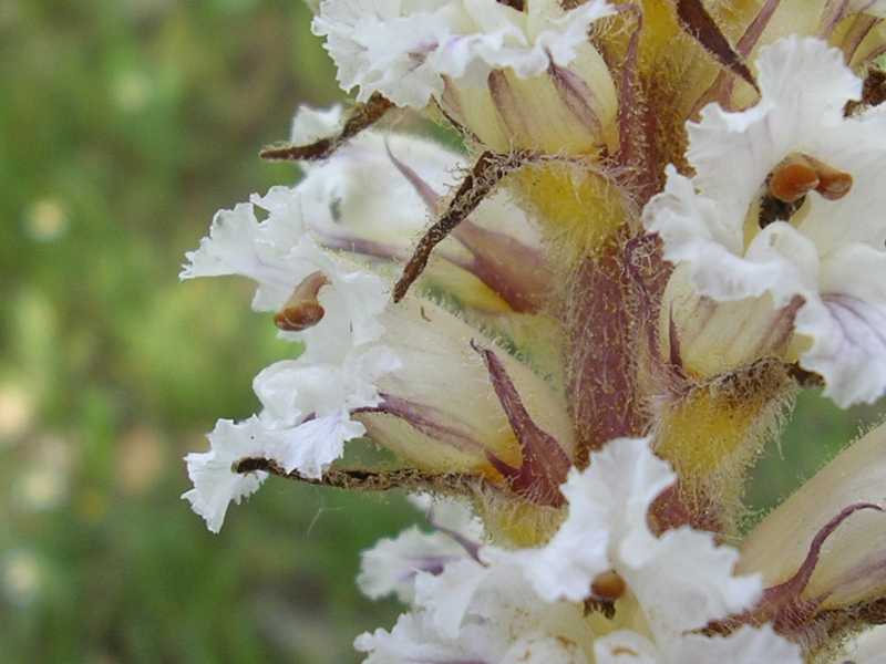 Orobanche crenata / Succiamele delle fave