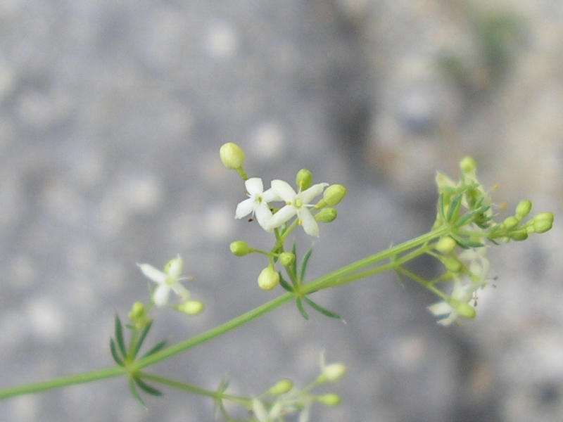Da identificare - ai margini di un bosco - Galium sp.