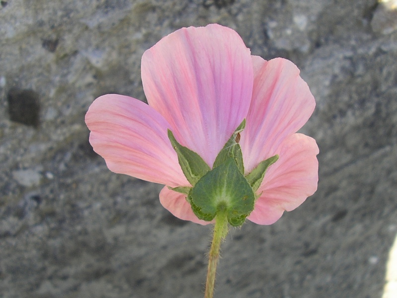 Malope malacoides / Malobe