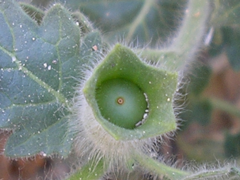 Hyoscyamus albus / Giusquiamo bianco