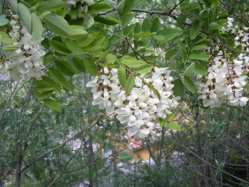 Robinia pseudoacacia / Robinia