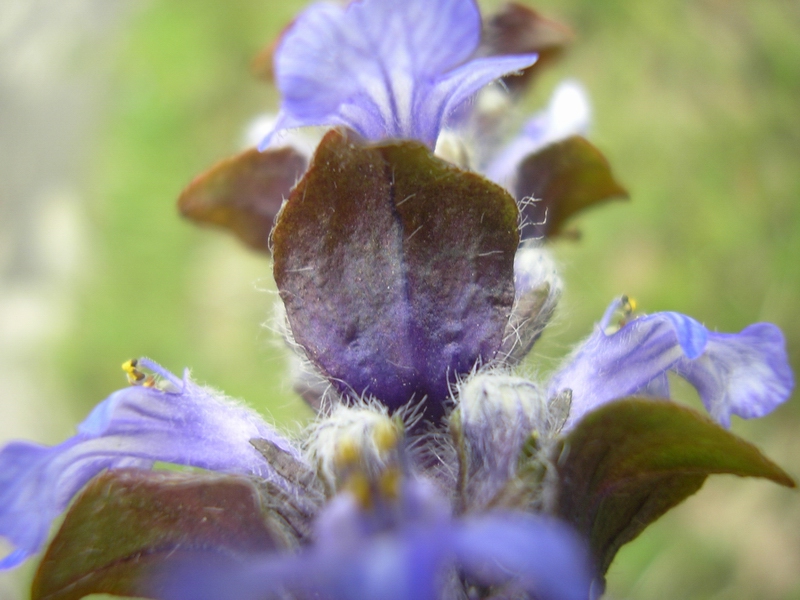 Ajuga reptans / Iva comune, Erba di S.Lorenzo