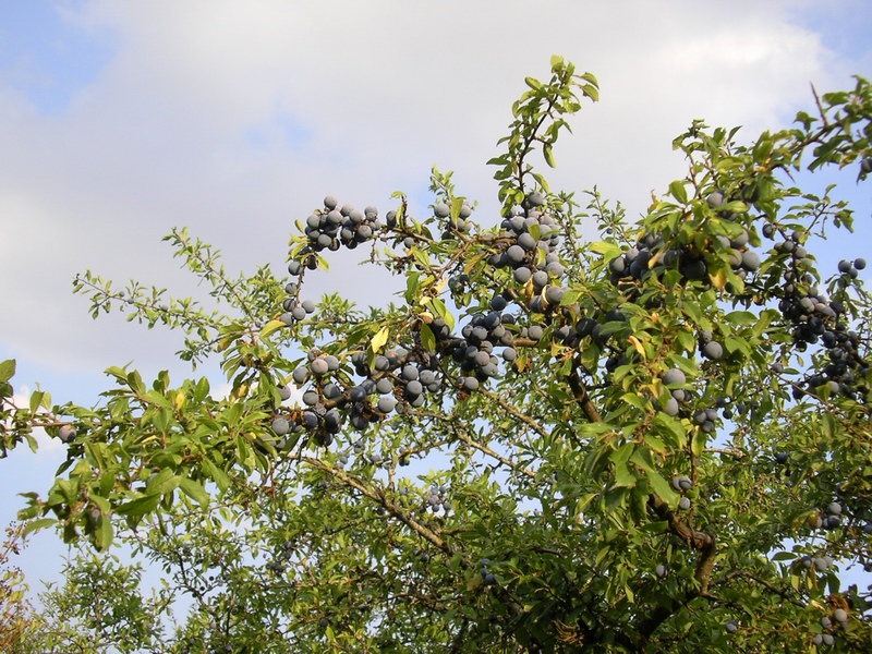 Prunus spinosa / Pruno selvatico