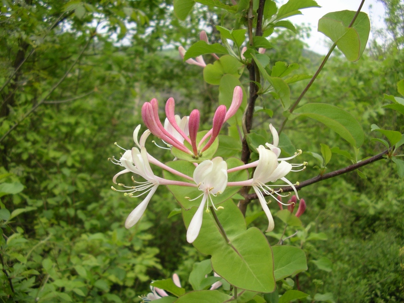 Lonicera caprifolium / Caprifoglio comune, abbracciabosco