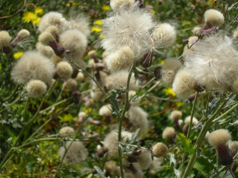 Cirsium arvense & Centaurea gialla