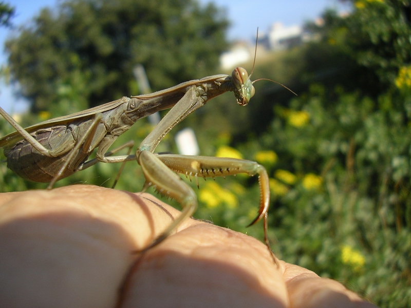 Mantis religiosa