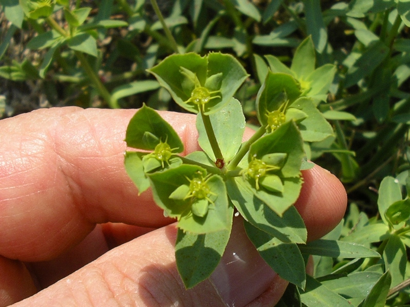 Euphorbia terracina