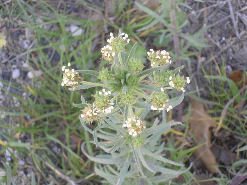 Plantago afra