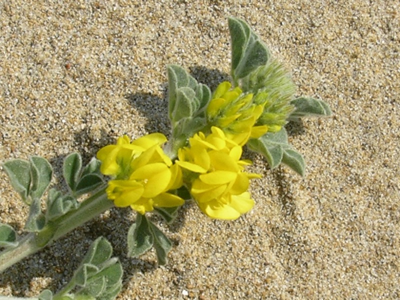 Medicago marina / Erba medica marina