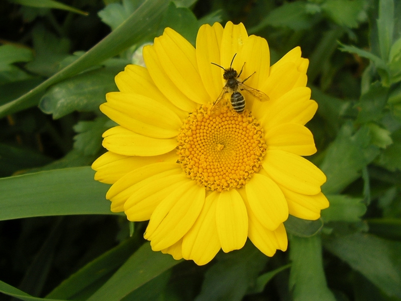 Glebionis segetum / Crisantemo campestre