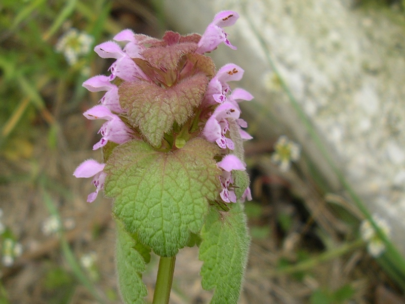 Lamium purpureum / Falsa ortica purpurea