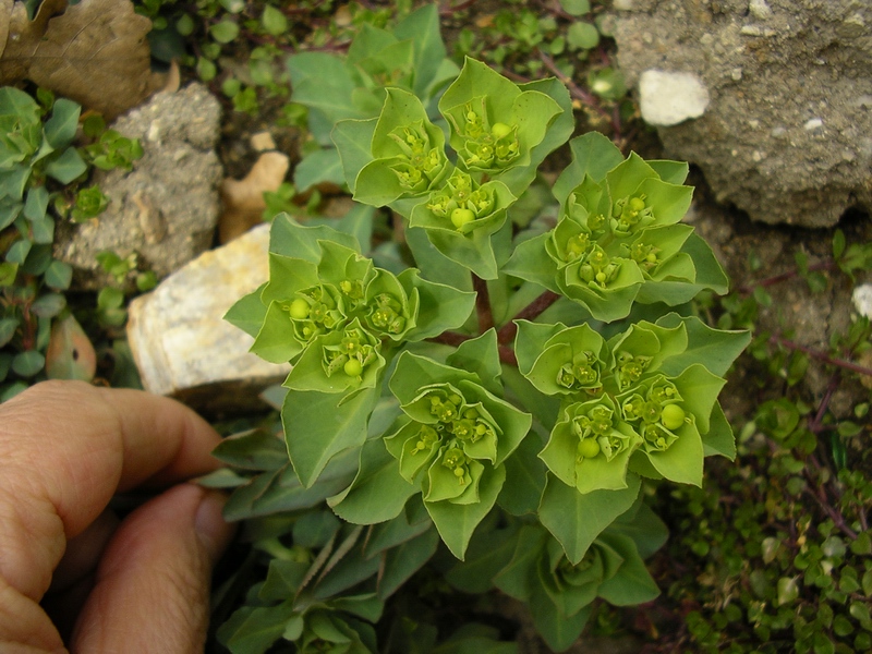 Euphorbia helioscopia