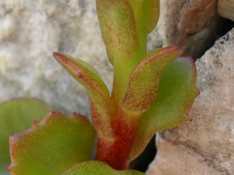 Pianta che vive sui muri da identificare (Umbilicus sp.)
