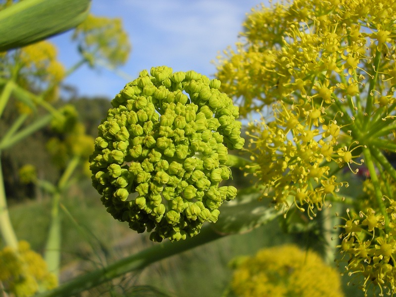 Ferula communis / Ferula comune