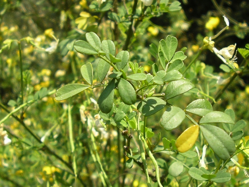Coronilla emerus