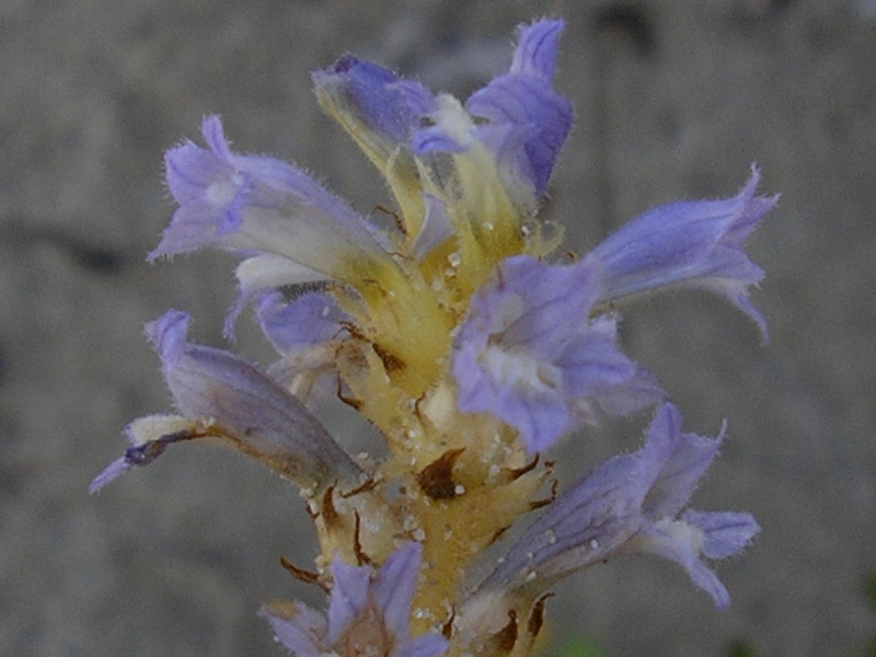 Orobanche ramosa  / Succiamiele ramoso