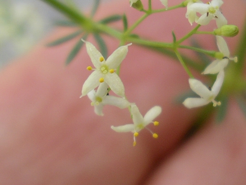 Da identificare - ai margini di un bosco - Galium sp.