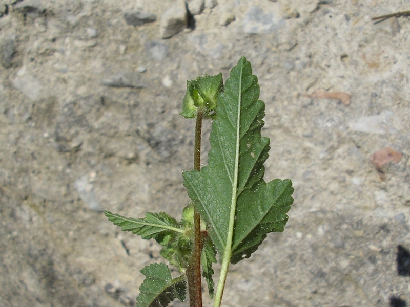 Malope malacoides / Malobe