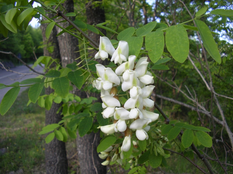 Robinia pseudoacacia / Robinia