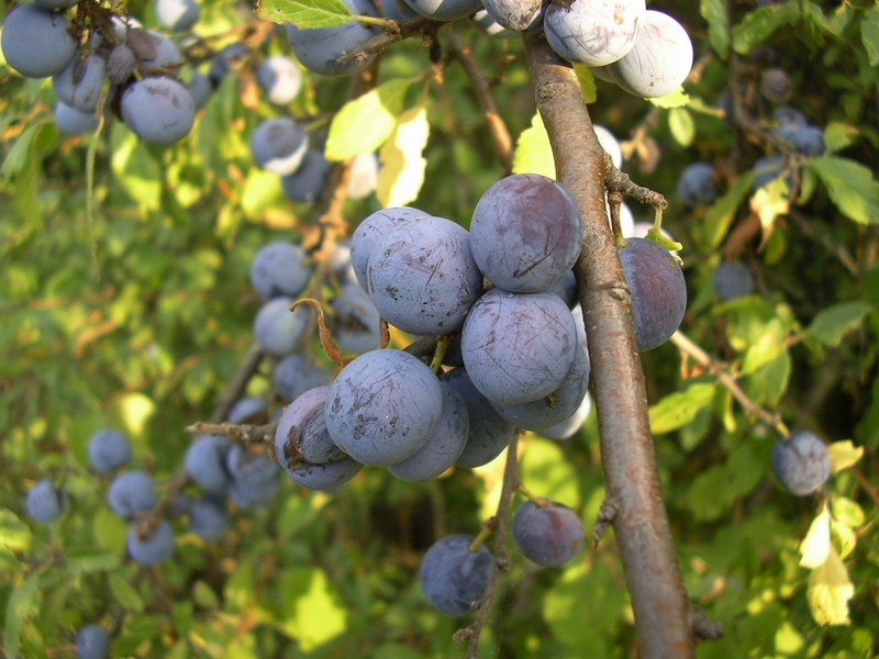 Prunus spinosa / Pruno selvatico