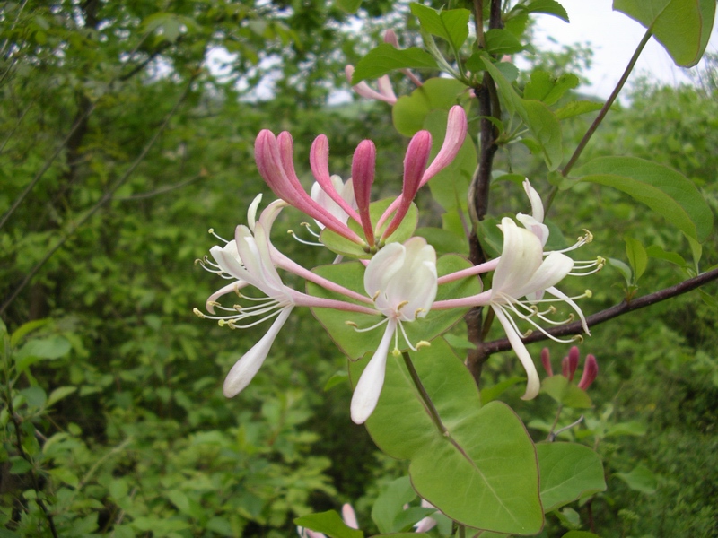 Lonicera caprifolium / Caprifoglio comune, abbracciabosco