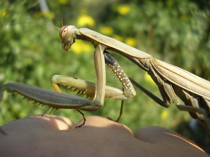 Mantis religiosa