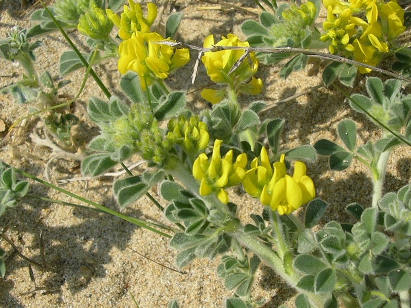 Medicago marina / Erba medica marina