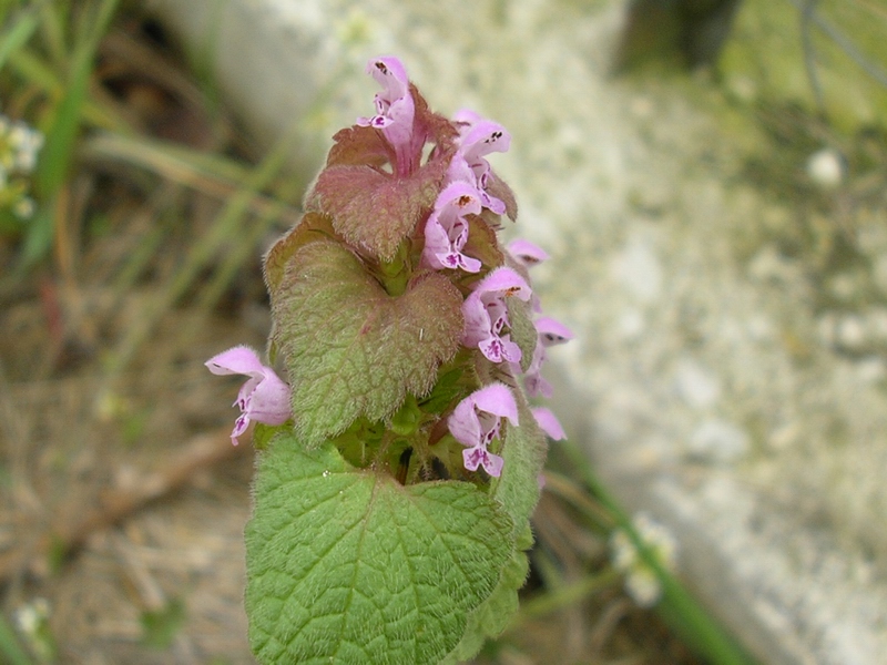 Lamium purpureum / Falsa ortica purpurea