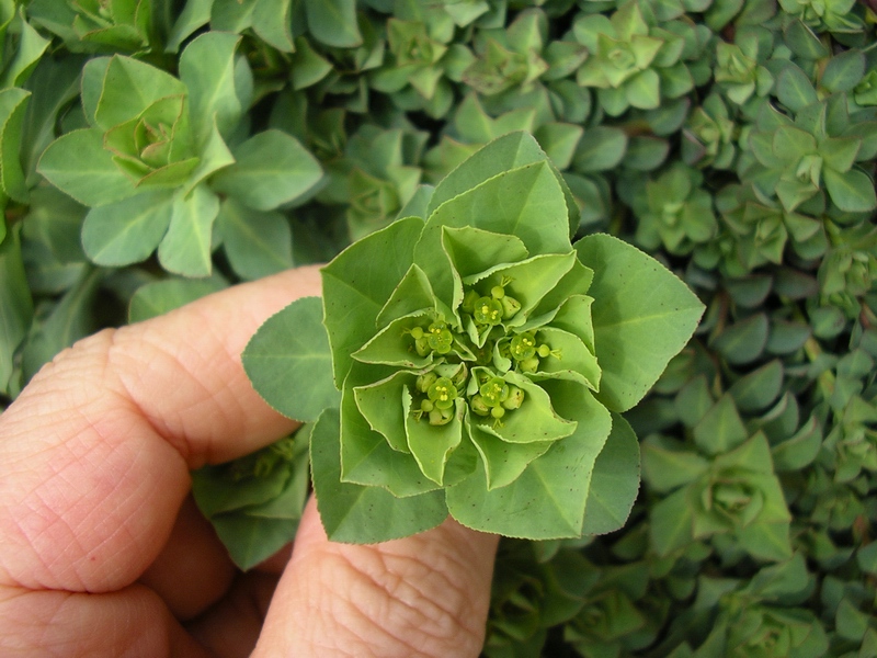 Euphorbia helioscopia