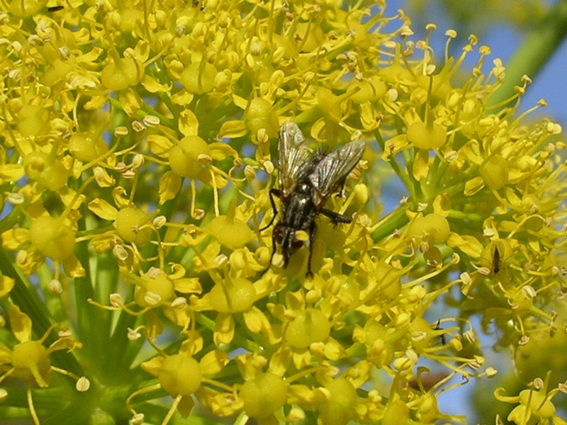 Ferula communis / Ferula comune