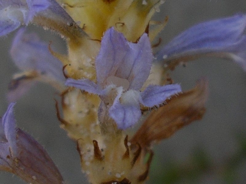 Orobanche ramosa  / Succiamiele ramoso