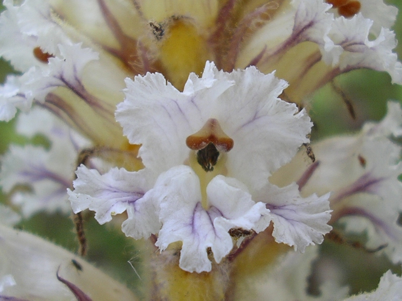 Orobanche crenata / Succiamele delle fave