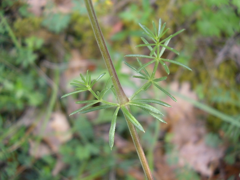 Da identificare - ai margini di un bosco - Galium sp.