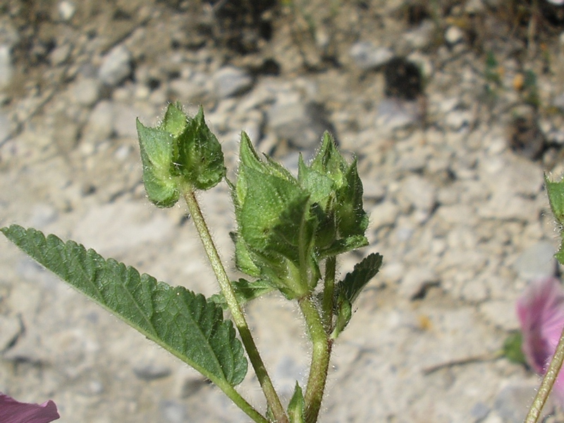 Malope malacoides / Malobe