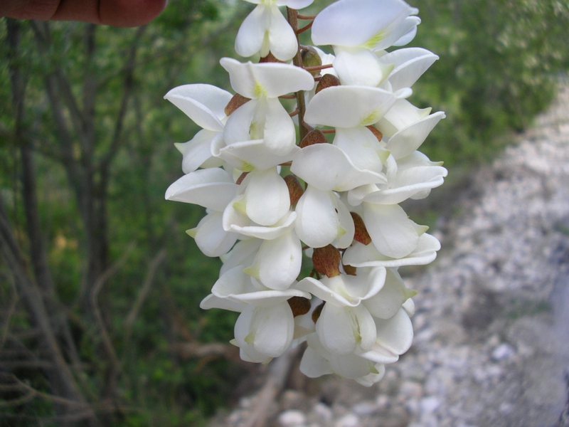 Robinia pseudoacacia / Robinia