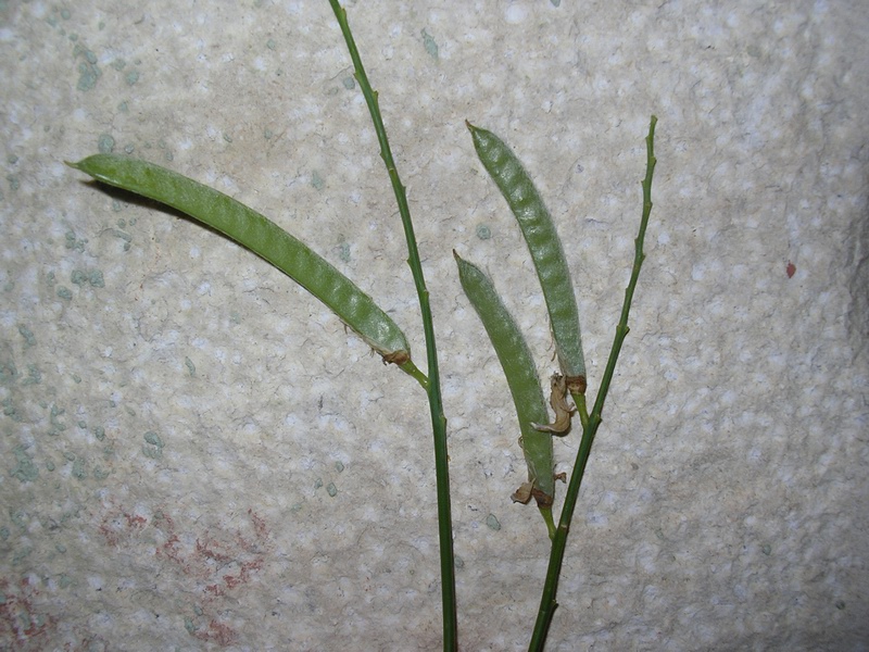 Spartium junceum / Ginestra comune