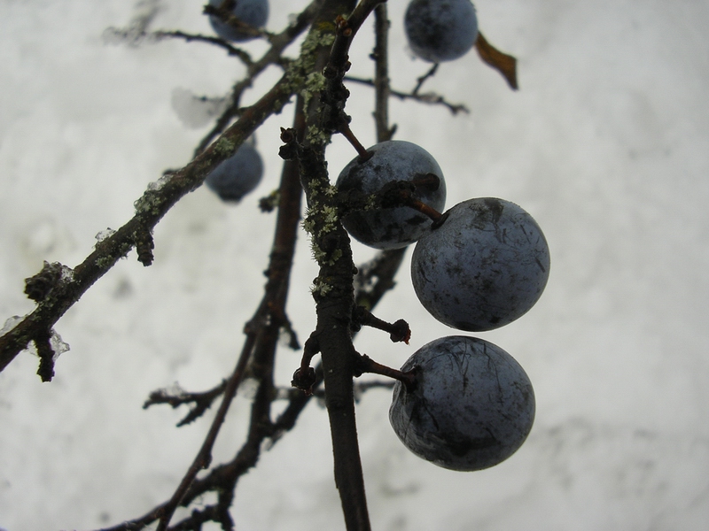 Prunus spinosa / Pruno selvatico