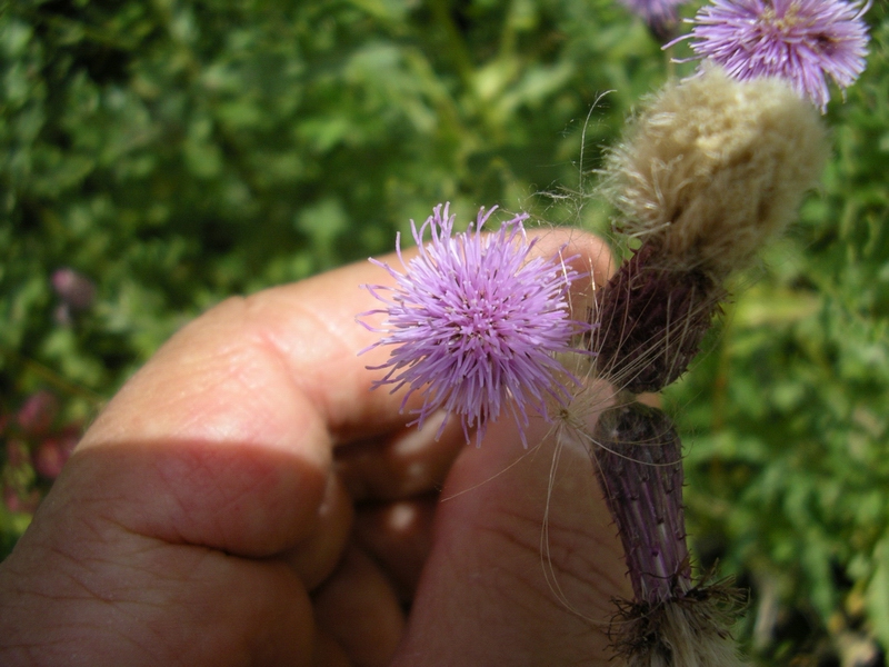 Cirsium arvense & Centaurea gialla