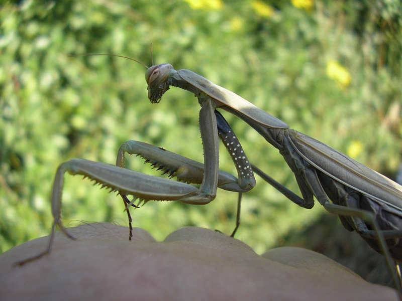 Mantis religiosa