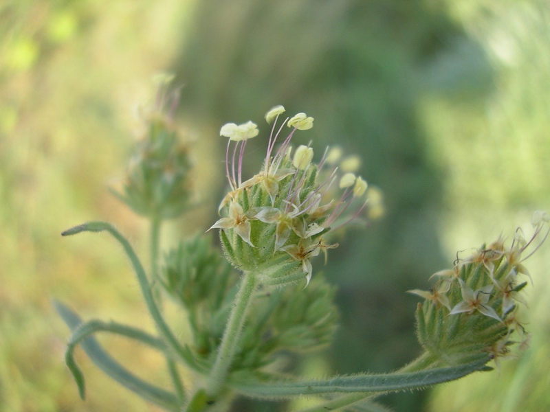 Plantago afra