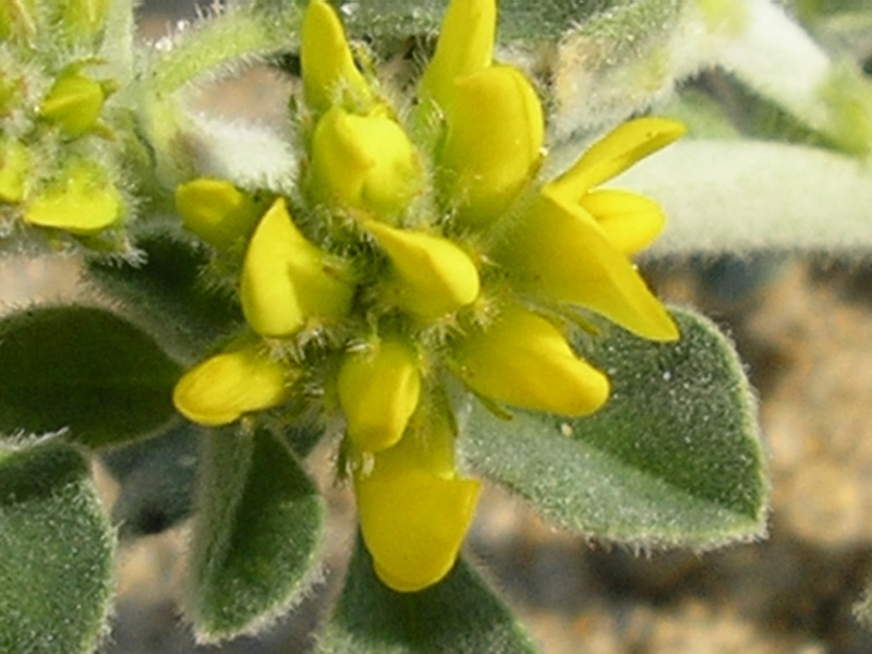 Medicago marina / Erba medica marina