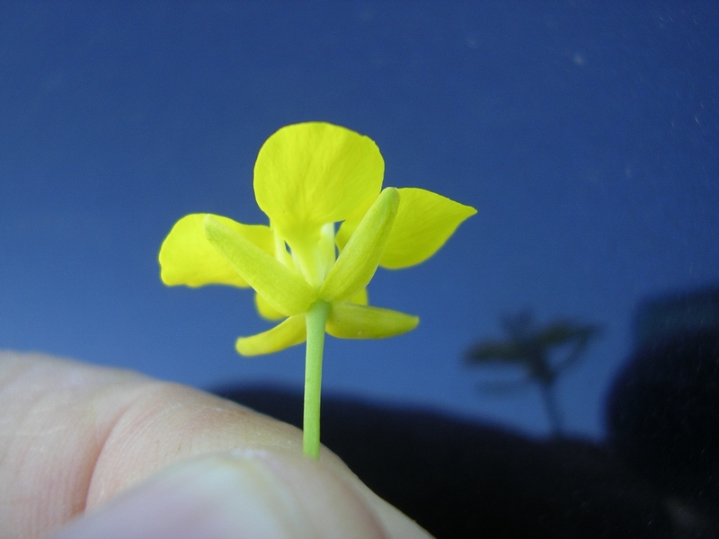 Crucifera a fiori gialli da identificare