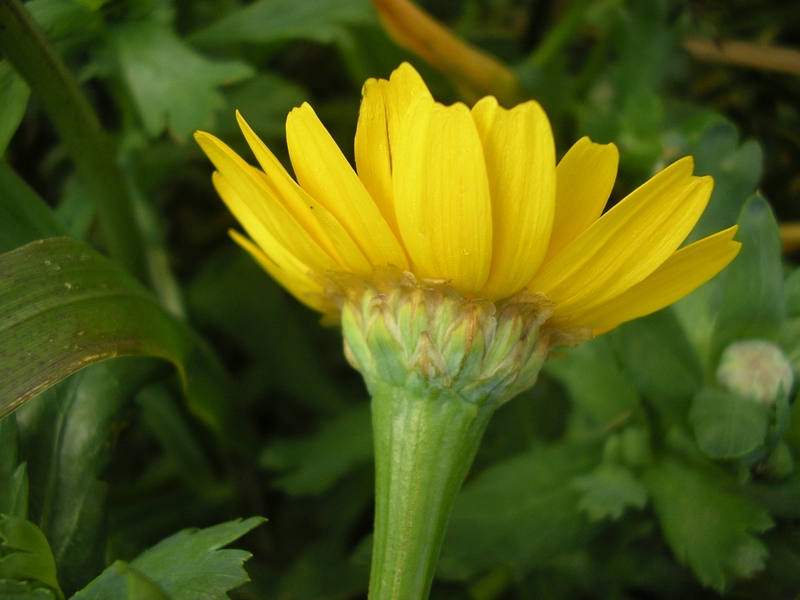 Glebionis segetum / Crisantemo campestre