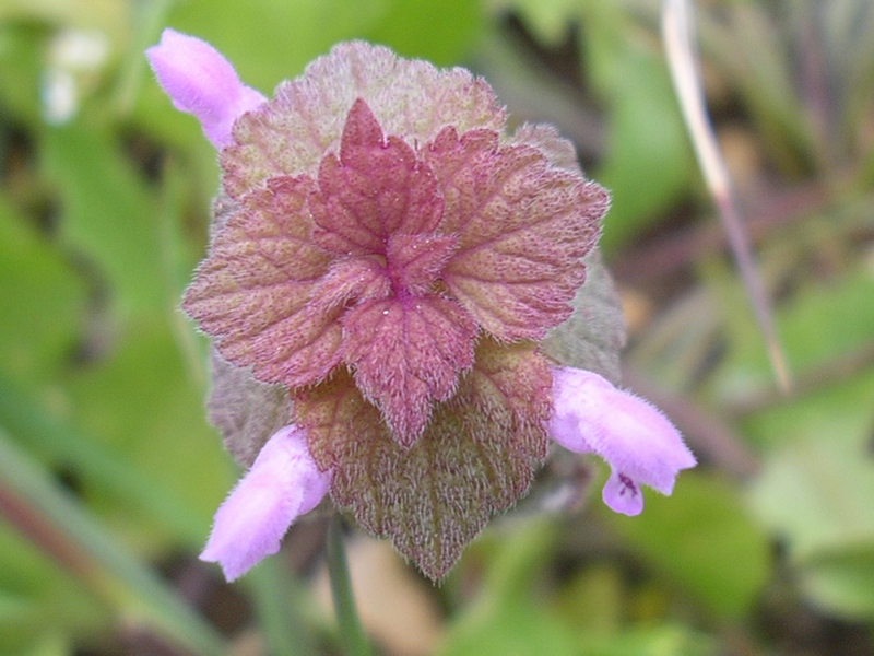 Lamium purpureum / Falsa ortica purpurea