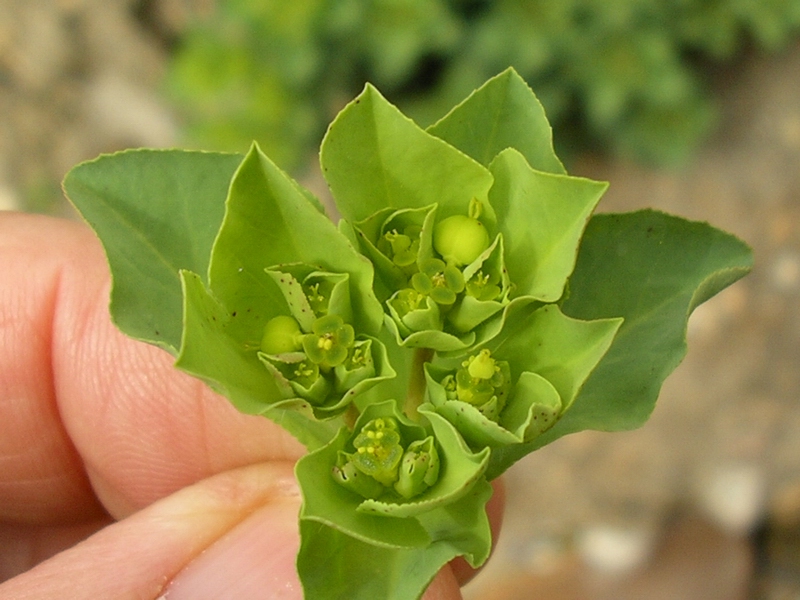 Euphorbia helioscopia