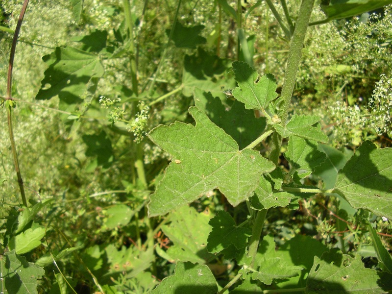 Malva thuringiaca